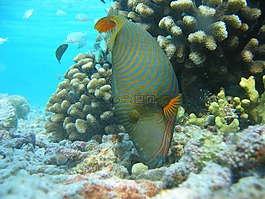 橙色內襯炮彈,魚,波狀的