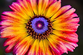 花,nikonphotography,特写