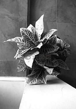 植物,白,黑