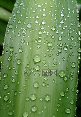 雨,葉,綠色