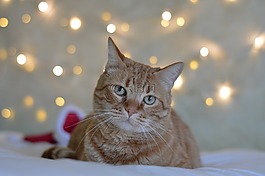 很好,貓,動物