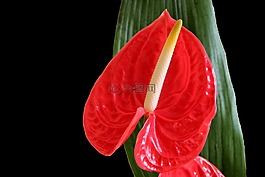 弗拉明戈花,红掌,开花