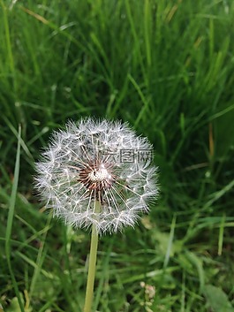 蒲公英,花,性質(zhì)