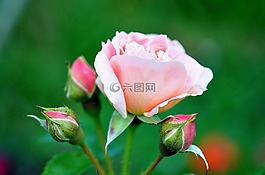 玫瑰,粉紅色,花