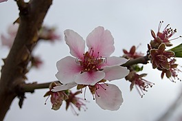 櫻桃,樹,櫻花