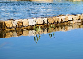 池塘,水,性質(zhì)