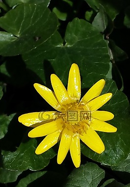 春天,夏天,花卉
