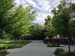 大學(xué),樹,天空
