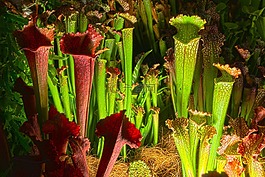 投手,人類發(fā)展報(bào)告,食肉植物