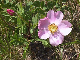 野玫瑰,玫瑰,野生