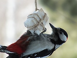 啄木鳥,鳥,關(guān)閉