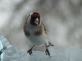 goldfinch,鸟,关闭