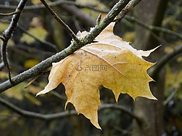 楓葉,葉子,黃色