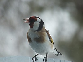 goldfinch,鸟,关闭