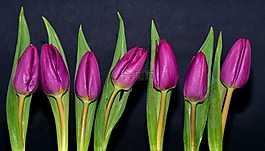 紫,鮮花,春天