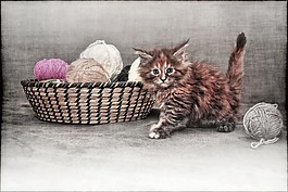猫,年轻的猫,小猫