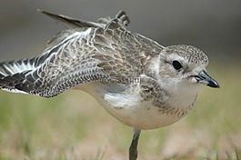 dotterel,新西兰,鸟