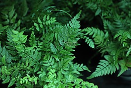葉,蕨類植物,植物區(qū)系