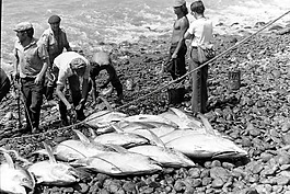金槍魚,魚,捕魚