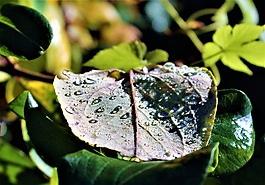 葉,滴,雨滴