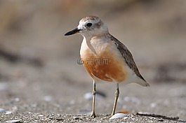 dotterel,男,新西兰