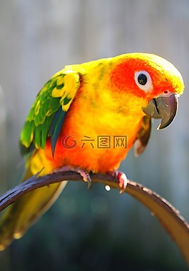 鳥,顏色,羽毛