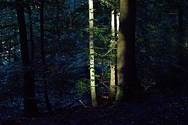 最后的陽光,abendstimmung,森林