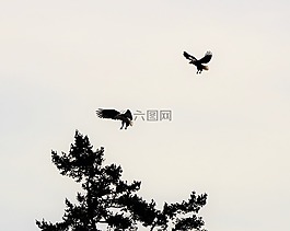 鷹,鳥,飛行