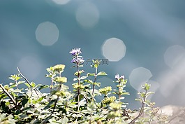 濱海植物,紫色,散景