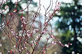 櫻花,春,維多利亞