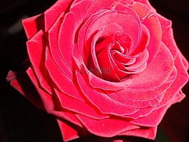 玫瑰,花,玫瑰花瓣