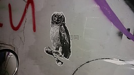 貓頭鷹,漆,墻