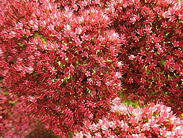 植物學(xué),粉紅色的花朵,開花的植物