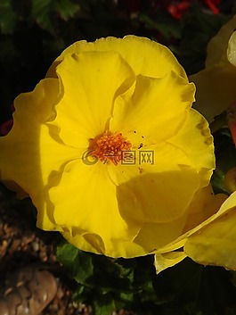 植物學(xué),黃色的花,開花的植物