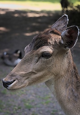 動物,獐鹿,野生