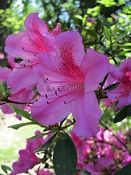 春,花,鮮花