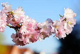 樱花,日本樱花,气味