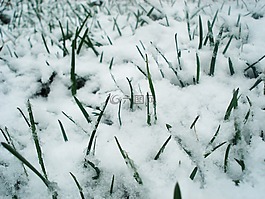 草,雪,綠色