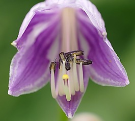 特寫,花,開花