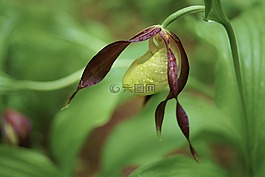 orkidee,guckusko,植物