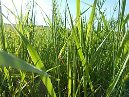 草,夏季,綠草