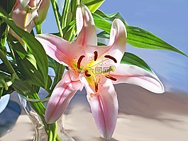 黄花菜,萱草,花