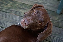 狗,寵物,動物