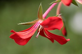 天竺葵,pelargoniums,開花