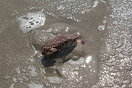 蟹,海,砂