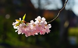 櫻花,日本櫻花,氣味