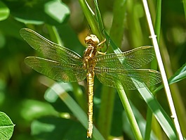 金色蜻蜓,sympetrum meridionale,叶