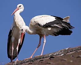鸛,鳥,鳥類