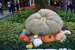 南瓜,蔬菜,健康