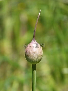 大蒜,大蒜花,種子